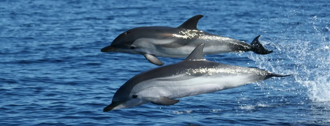 Dolphin watching and snorkeling near Figarolo Island