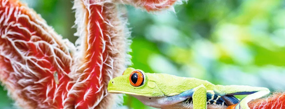 3-Day Botanika Osa Rainforest Experience