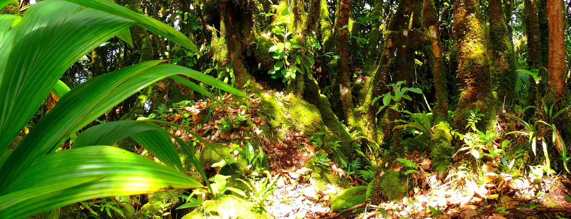 Private nature trail Glacis Noir from Praslin