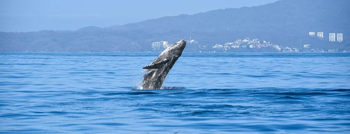 Banderas Bay whale-watching speedboat tour with marine specialist