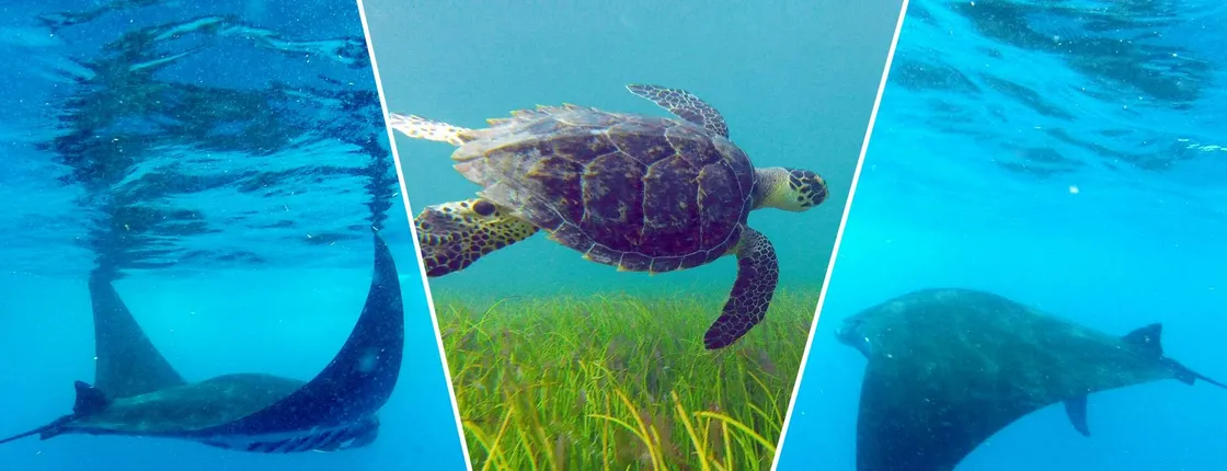 Cancun snorkelling tour with turtles, stingrays and Meco Reef