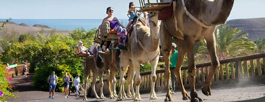 Oasis Wildlife Fuerteventura camel experience