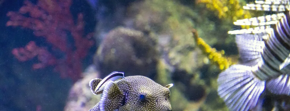 Sea Life aquarium in Benalmádena