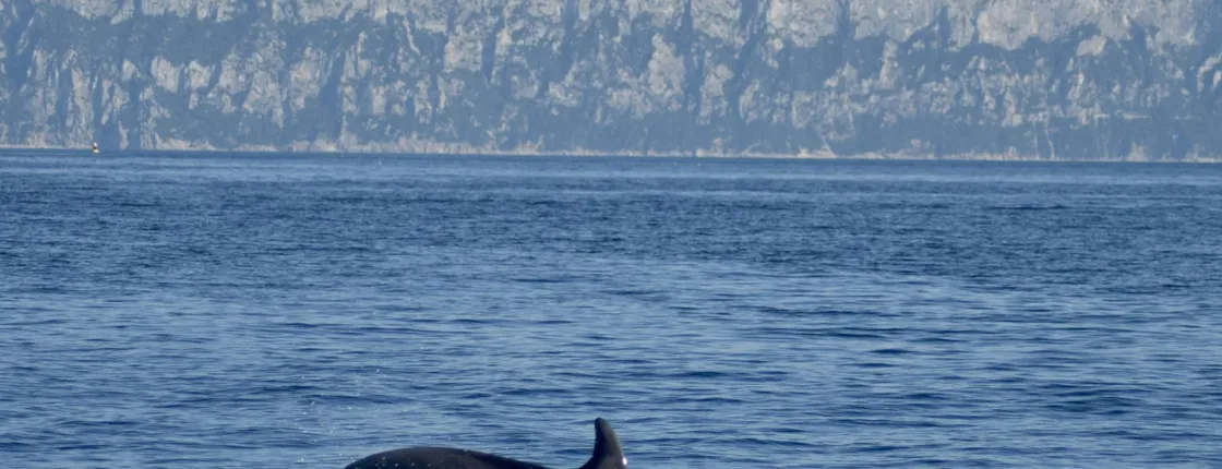 Dolphin-watching experience from Pittulongu with a marine biologist