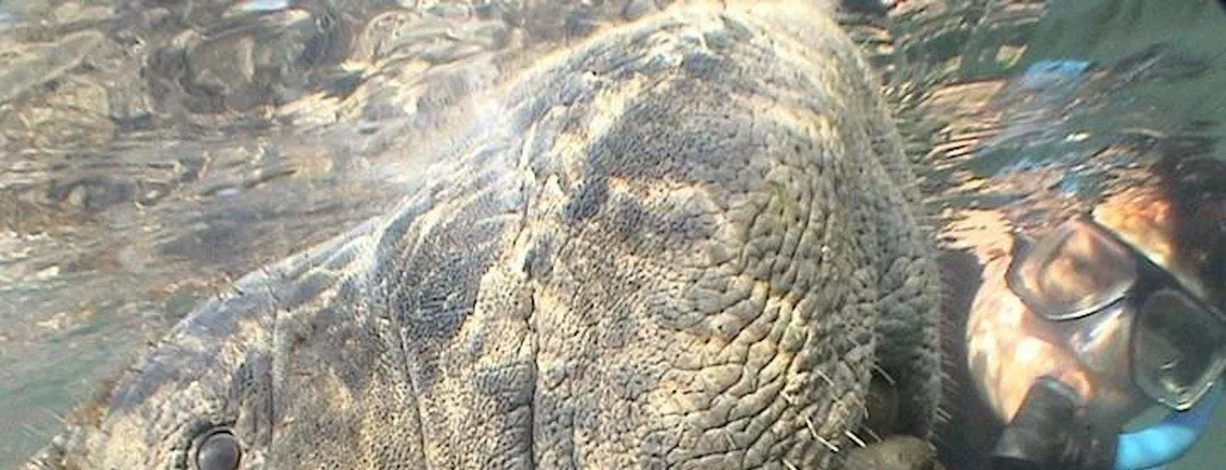 Manatees swimming and snorkelling experience by boat from Orlando