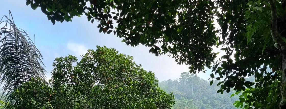 Sunrise Yoga and Meditation Experience in Ubud Jungle