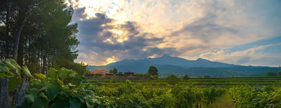 Etna wine tour and tasting