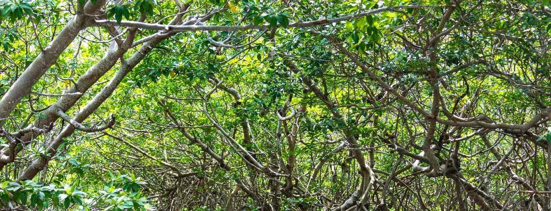 Sian Ka’an Reserve Tour with Boat Trip