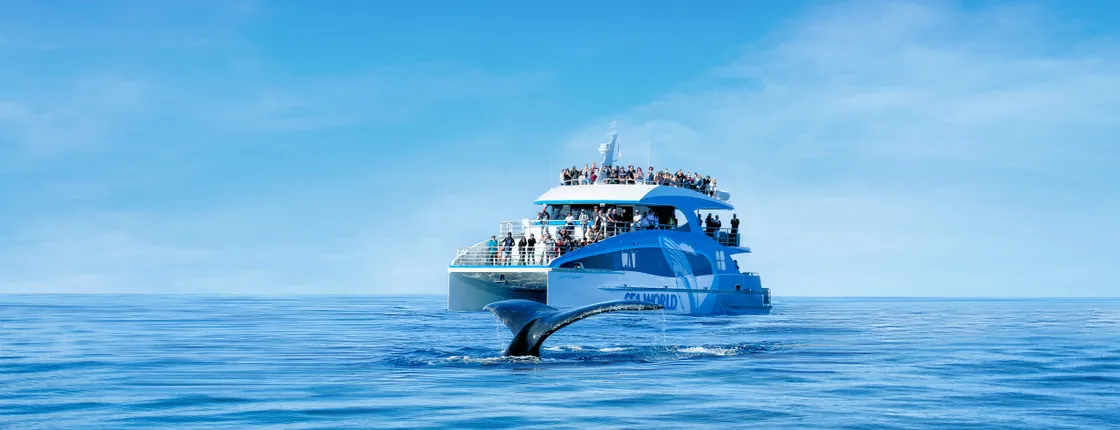 Sea World whale-watching cruise with 100% sighting guarantee
