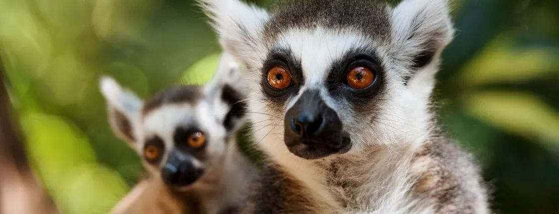 Oasis Wildlife Fuerteventura ticket and visit to the lemurs