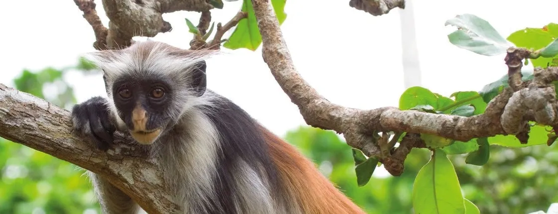 Zanzibar spice farm and Jozani Forest private tour