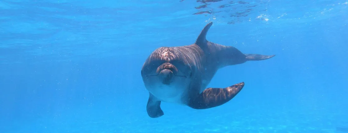 Los Cabos premium dolphin interaction and swim