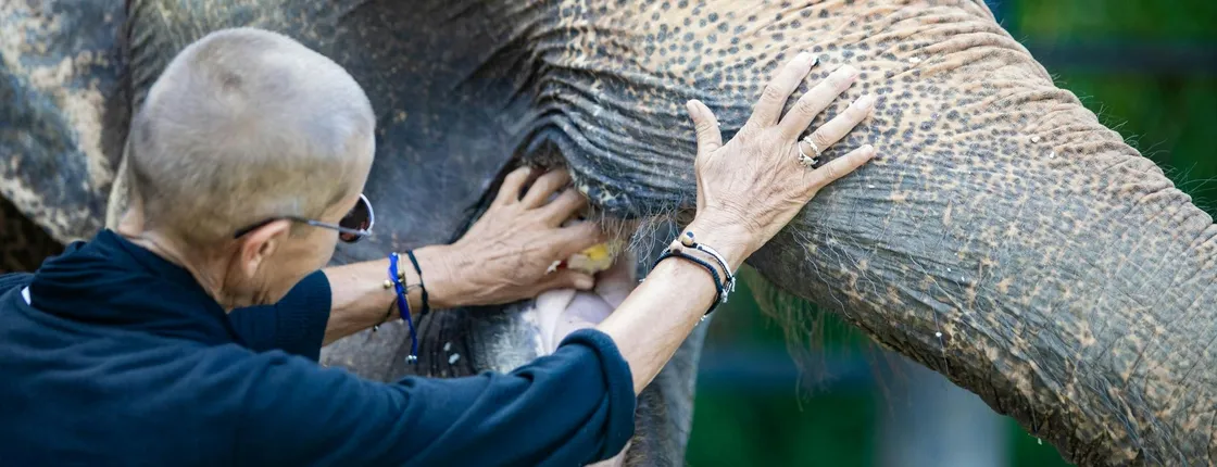 Half-day elephant feeding at Bukit Elephant Park from Phuket