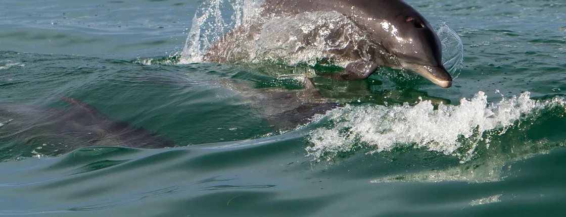 Key West morning dolphin watch and snorkeling
