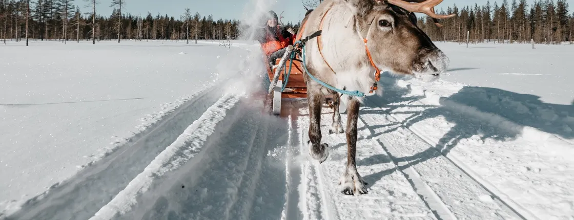 Reindeer Sled Ride in the Forests of Lapland