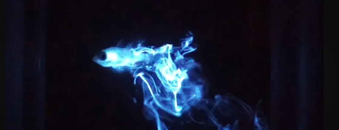 Bioluminescent Night Dive
