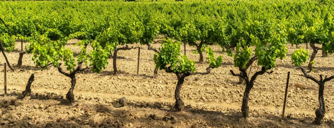 A taste of Provence wine tour