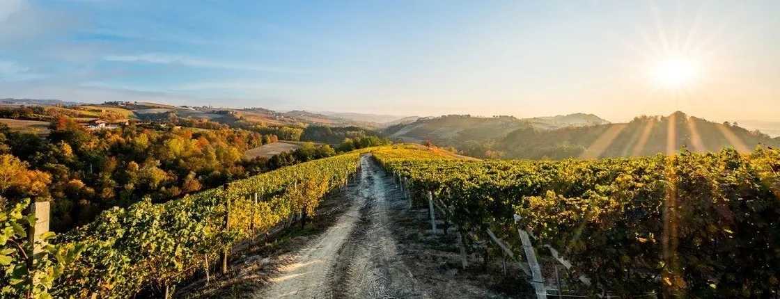 Langhe's wine tour with Nebbiolo, Barbaresco, and Barolo tasting