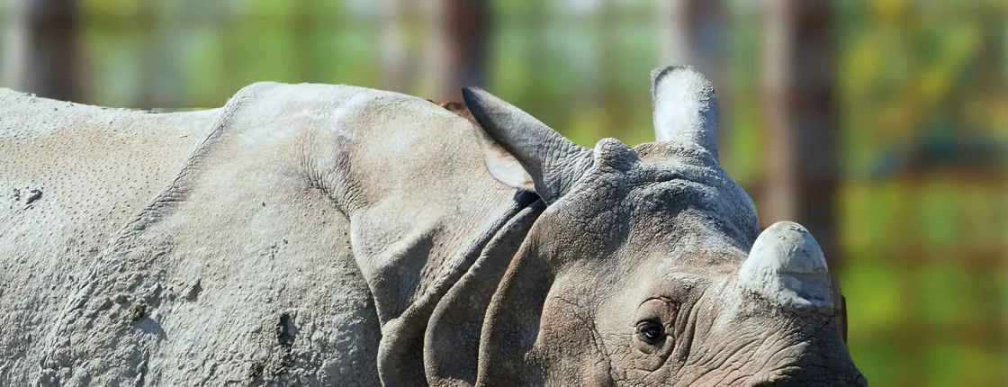 Eindhoven Zoo admission ticket