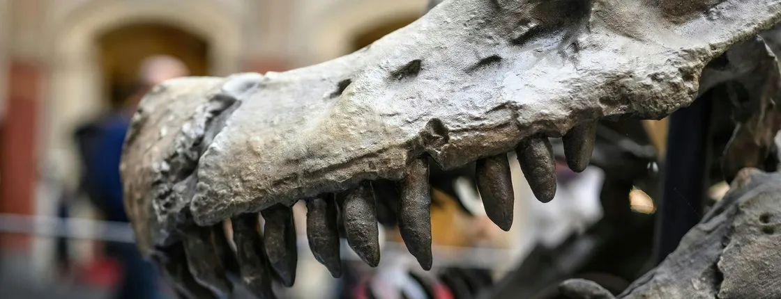 Berlin Natural History Museum guided audio tour ticket