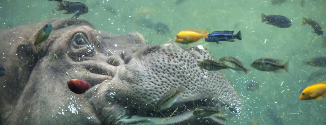 San Antonio Zoo Admission Tickets