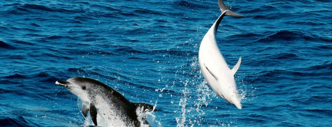 Whale & Dolphin Watching Corralejo