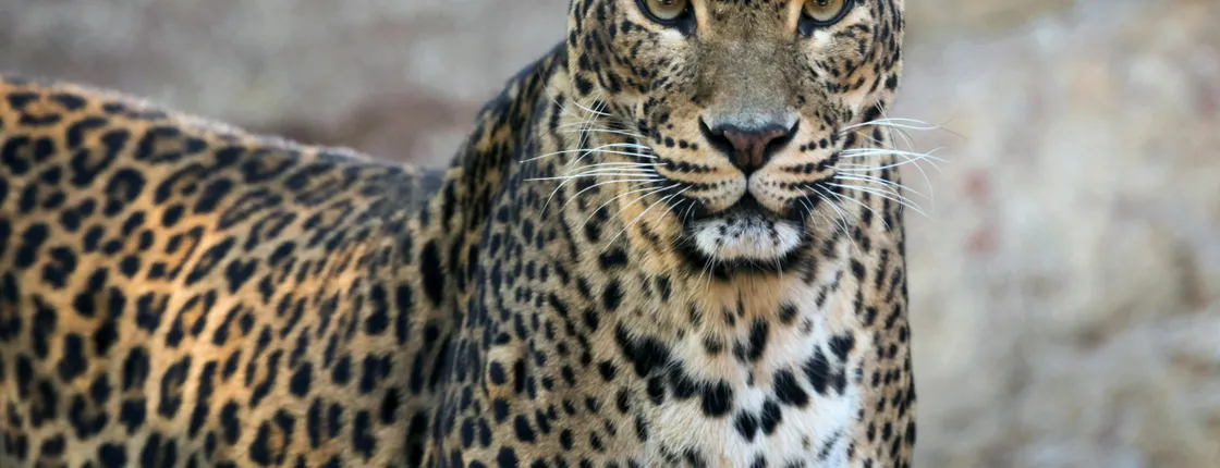 Bioparc Fuengirola