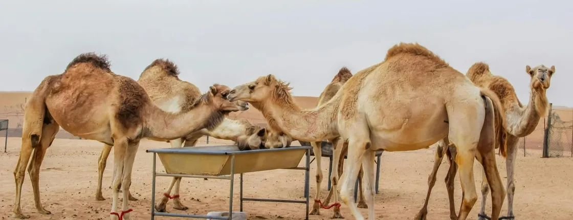 Classic Desert Safari with Camp Activities and BBQ Dinner