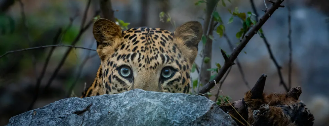 Jhalana Leopard Sanctuary Half-Day Private Tour