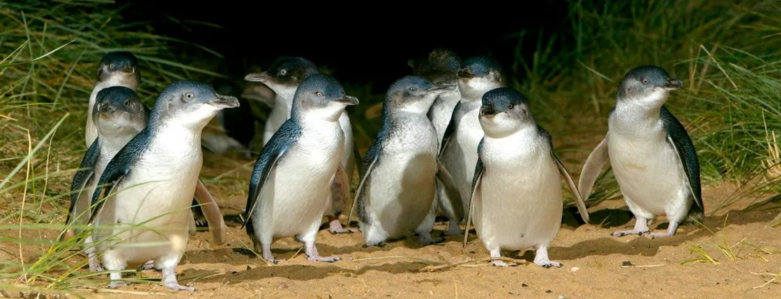 Puffing Billy and Phillip Island Penguin Parade Bus Tour