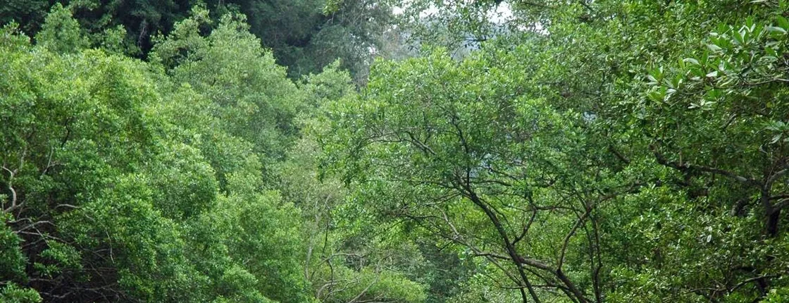 Full Day Bor Thor Mangroves & Caves Kayaking Tour