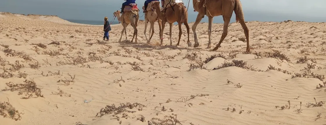 Camel Ride Experience in Dakhla's Desert Landscape