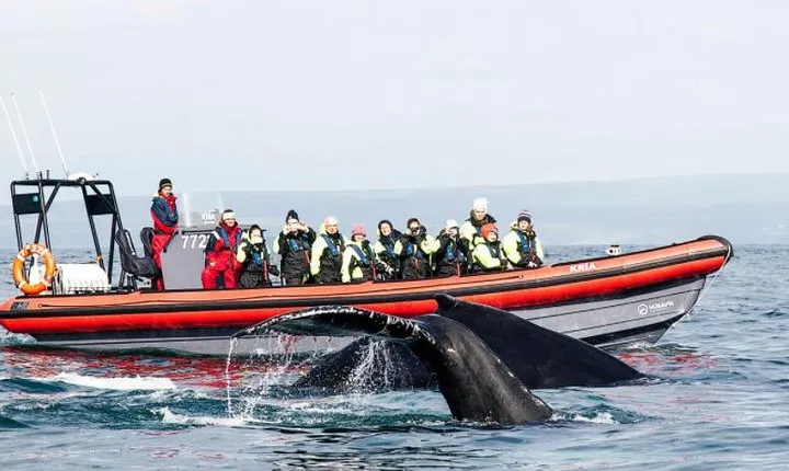 Big Whales & Puffins RIB boat tour from Húsavík