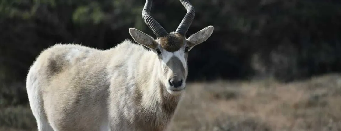 Souss Massa National Park wildlife-spotting trip from Agadir