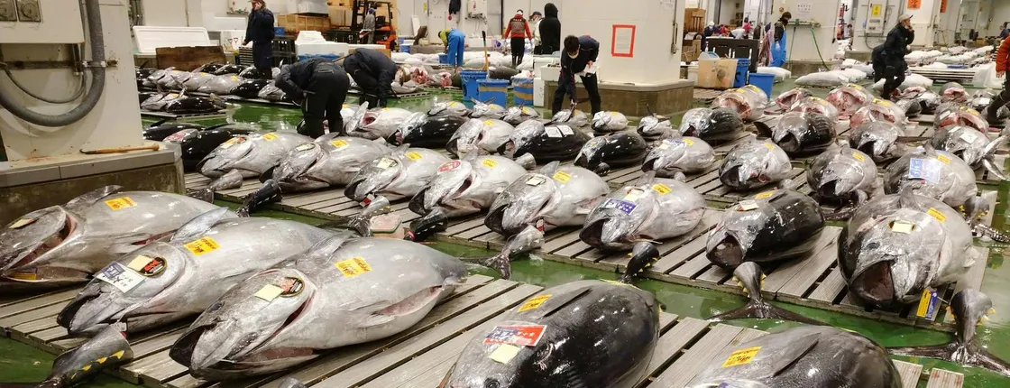 Toyosu tuna auction, seafood breakfast, and tsukiji stroll in Tokyo