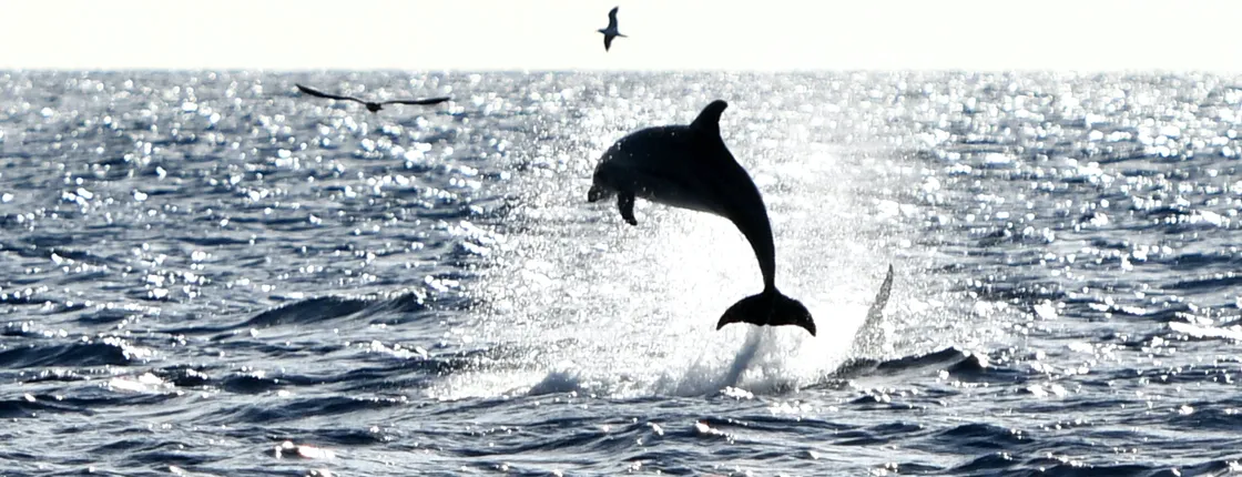 Robinson catamaran north Majorca dolphin-watching tour with transfer