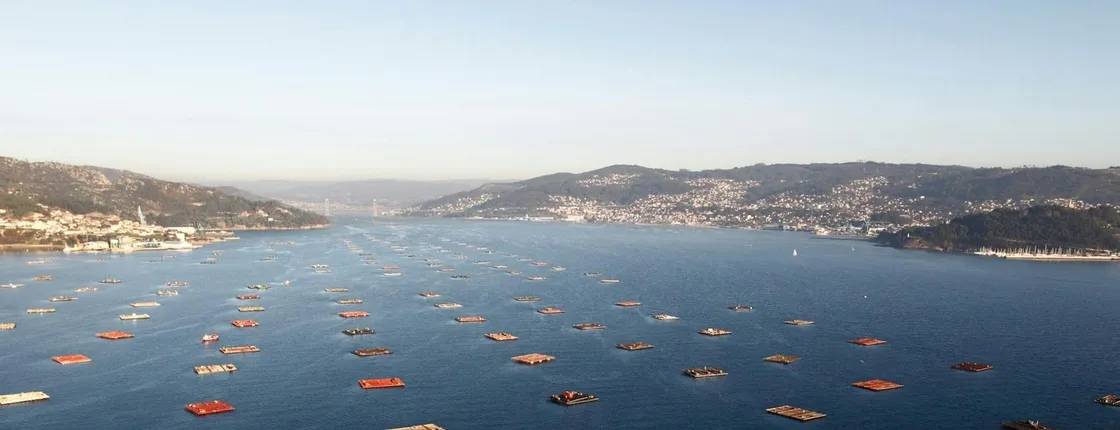 Vigo estuary tour with mussel tasting and wine from Cangas