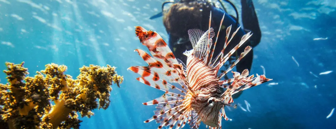 Dive for qualified divers with Binibeca Diving ticket