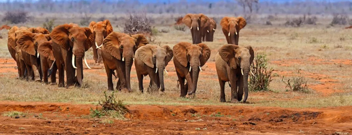Tsavo East Safari with Overnight Stay at Sentrim Tsavo Camp