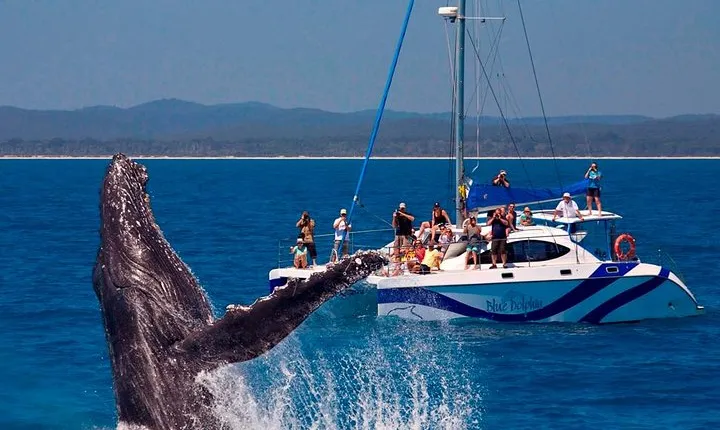 Fraser Island Whale Watch Encounter
