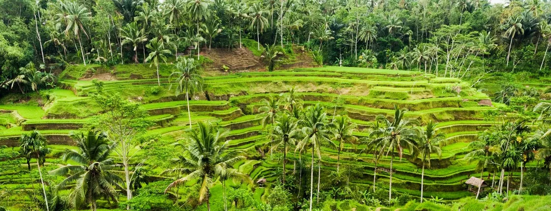 Surface of Ubud Full day tour