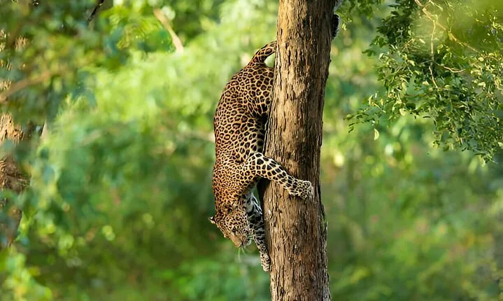 Leopard Full Day Safari Yala National Park from Yala