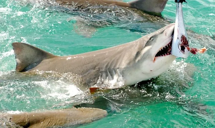 Shark and Wildlife Viewing Adventure in Key West