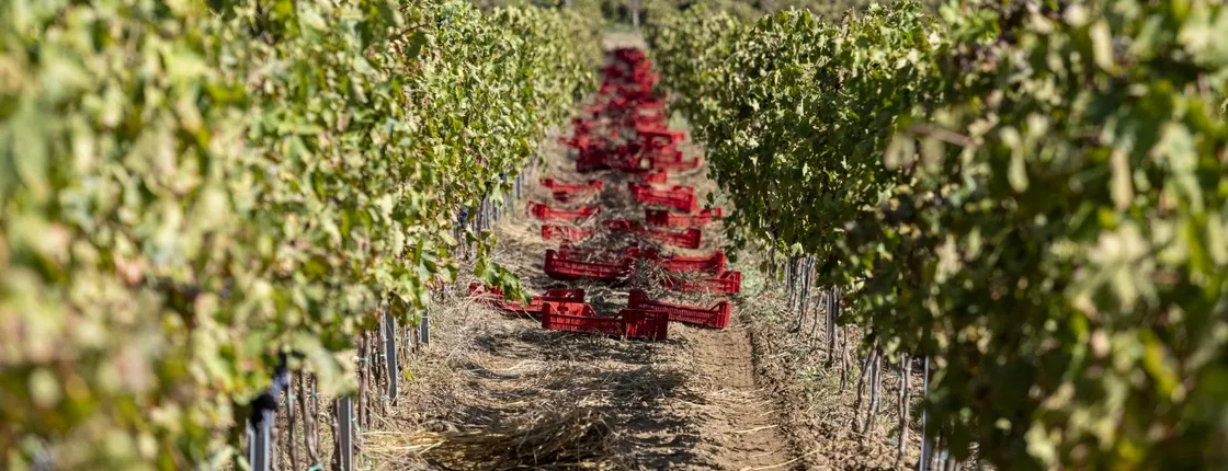 Tenuta Valle delle Ferle Wine and Food Tasting in Caltagirone