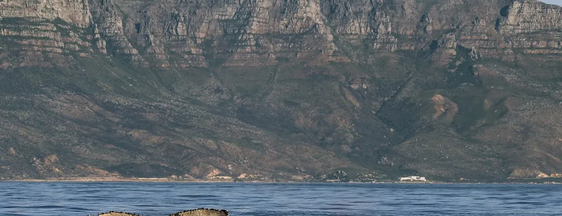 Whale watching boat cruise from Cape Town