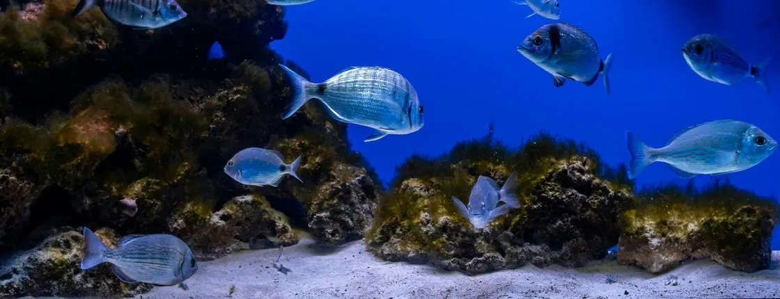 Acquario del Salento Entrance Ticket with Guided Tour