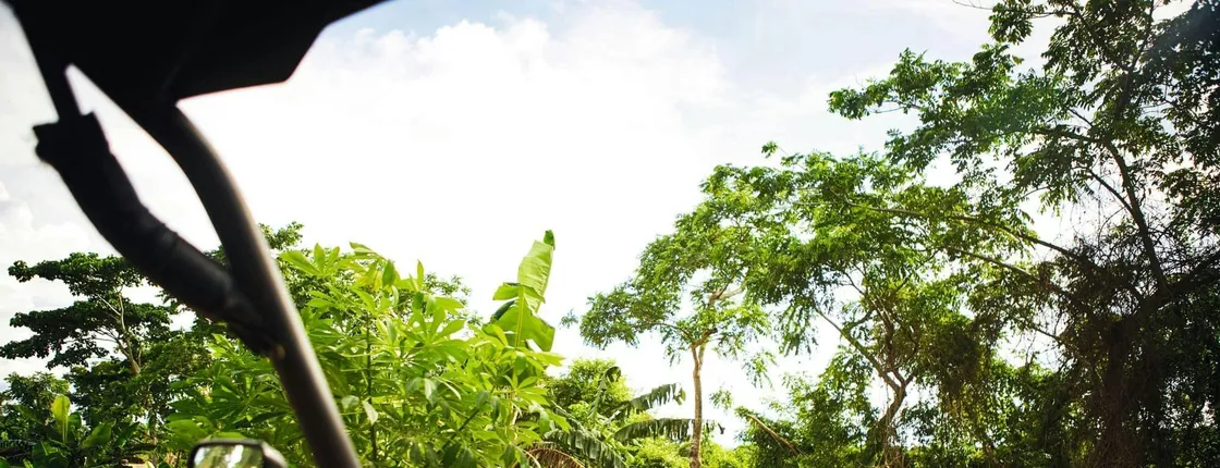 Monkey Land & Jungle Buggies