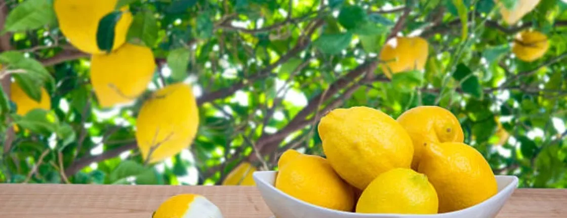 Limoncello-Making Masterclass in Rome with  Keepsake