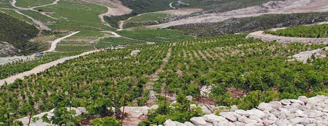 Private tour to Peljesac and Ston from Dubrovnik with wine tasting