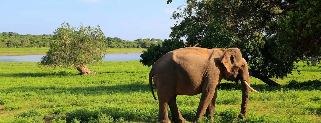 Yala National Park One Day Tour